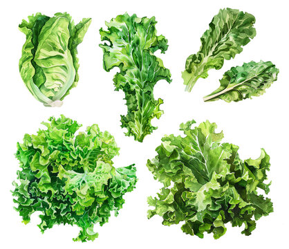 A set of watercolor illustrations of lettuce on a transparent background. Leaves, bunches, and heads of lettuce in watercolor technique. Fresh green salad leaves