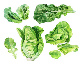 A set of watercolor illustrations of lettuce on a transparent background. Leaves, bunches, and heads of lettuce in watercolor technique. Fresh green salad leaves