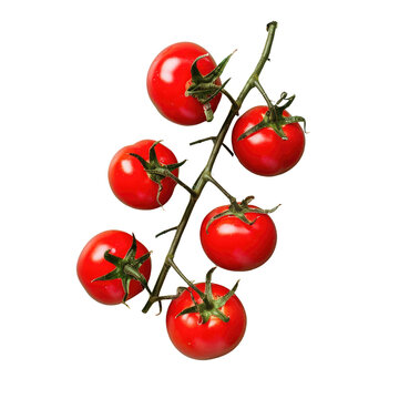 Tomatoes on a branch against a transparent backdrop