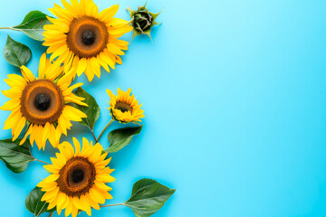 Sunflowers on blue background. Flat lay, top view and summer vibe, border frame with copy space