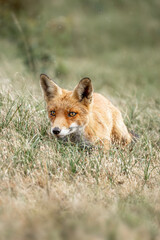 Red fox in nature arrea in the Netherlands