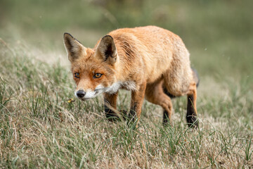 Red fox in nature arrea in the Netherlands