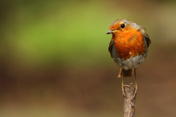 robin on a branch