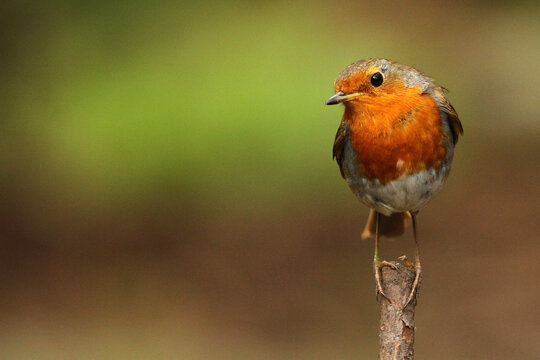 robin on a branch