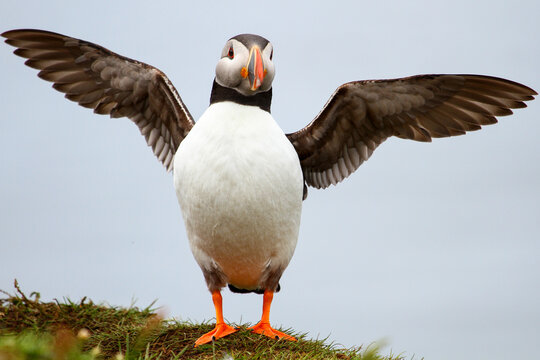 Puffin wings spread