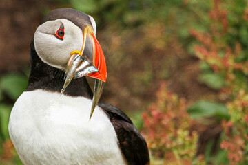 Puffin with sand eels