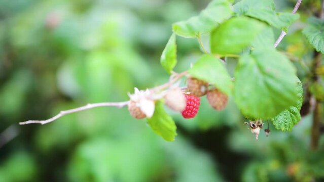 Ripe red raspberry in the garden.