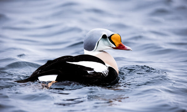 king eider on the sea