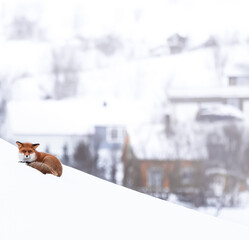 fox in the snow - 774343397