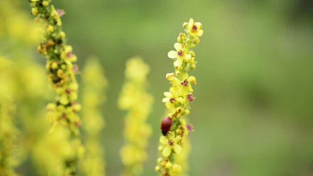Verbascum thapsus, the great mullein, greater mullein, or common mullein, is a species of mullein native to Europe, northern Africa, and Asia, and introduced in the Americas and Australia.