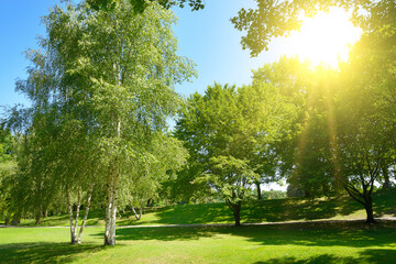 Bright sun in green summer park and blue sky - 774344331