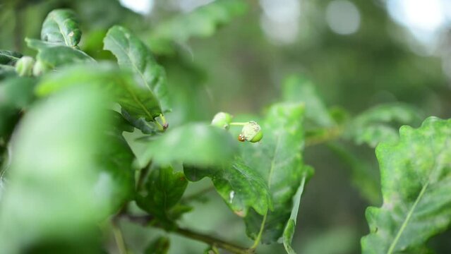 Acorns and young green oak leaves. Quercus robur, common, pedunculate, European or English oak, is species of flowering plant in beech and oak family, Fagaceae.
