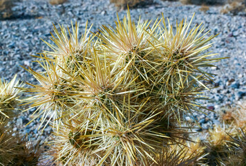 Teddy bear cholla (Cylindropuntia bigelovii), cactus with tenacious yellow spines, numerous in the Sonoran Desert, California
