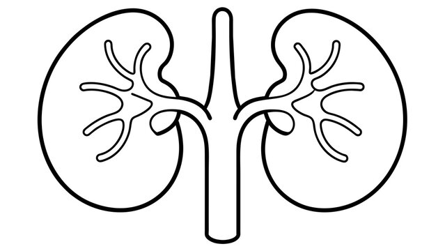 black and white kidneys anatomy drawing clip art preview