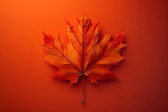 Modern illustration of maple leaves
