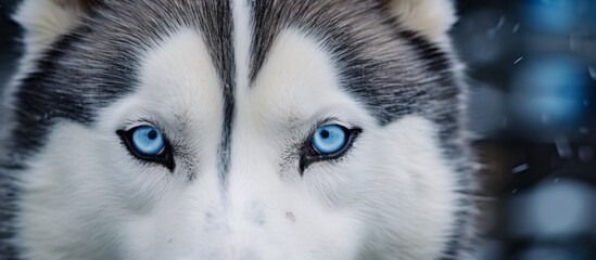 The image shows a husky dog with striking blue eyes gazing directly at the camera with a curious expression