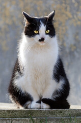 A black and white cat sits outdoors on a concrete slab in backlight with a blurred background. Vertical image