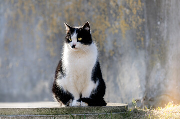 Black and white cat on the street in backlight with a blurred background