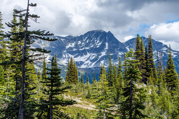 trees in the mountains