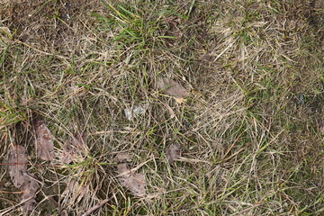 grass in the ground,  grass  texture background 