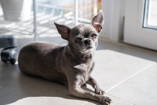 A close-up image shows a cute Chihuahua puppy of a domestic mammal breed lying relaxing on the floor on a sunny day. Pets are resting, sleeping. A touching and emotional portrait.