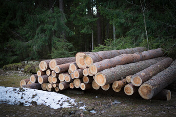 Wood timber for firewood stacked on the ground near forest