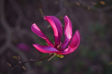 The splendor and vibrant colors of a magnolia; closeup photography