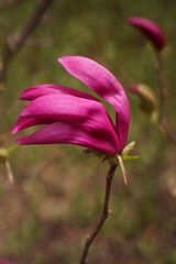 The splendor and vibrant colors of a magnolia; closeup photography