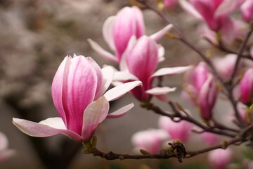 Photo of a magnolia branch with a flowers 