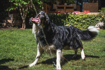 border collie dog playing with water