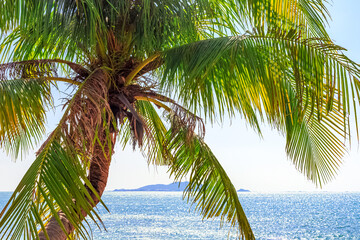 View of the coastline of the South China Sea through palm trees. Sanya China, Park Heavenly Grottoes