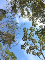 trees and sky