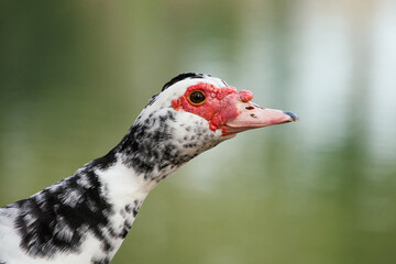 White duck with red beak at Villa Borghese city park in Rome, Italy	