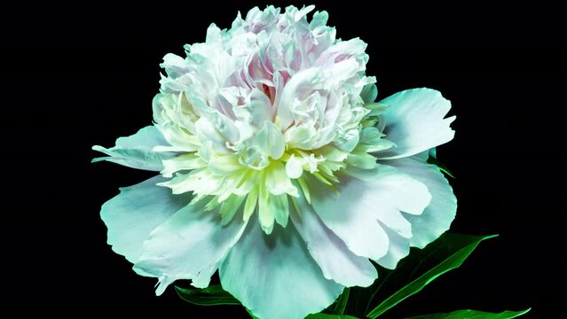 Beautiful Green Peony Flower Blooming in Timelapse Close up on a Black Background. Tender Lilac Blossoms Moving in Time Lapse with Alpha Matte