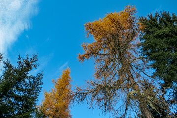 bright autumn trees with golden yellow leaves stands tall against clear blue sky in Grebenzen, Gurktal Alps, Styria, Austria. Colourful trees in serene atmosphere Austrian Alps. Vibrant golden colours