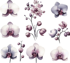 set with orchid in watercolor style in vector