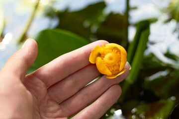 A beautiful, yellow water lily flower in a hand on the surface of a river water on a sunny day....