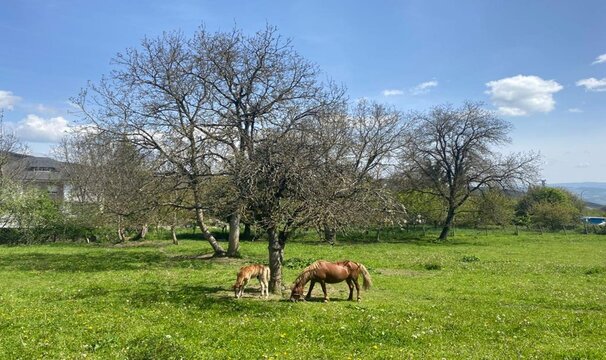 Caballos en una pradera en Galicia