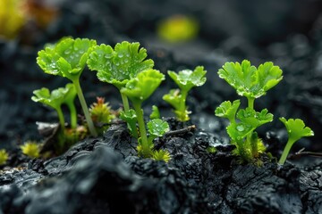 Closeup of Common Liverwort growing on Forest Fire area in Finland. A Wild Plant thriving in Spring after Coal Deposits, with Green Moss resembling Umbrella