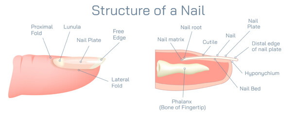 Structure and diagram of finger nail. Cross section and anatomy of nail vector illustration. Biology students study material and graphic lessons of nail anatomy.