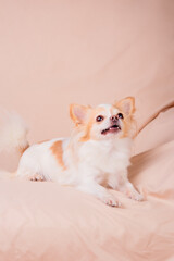 A dog of the Chihuahua breed is white with a red color on a beige sofa.