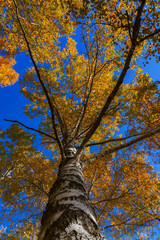 Birch in autumn in a natural environment - 774369704