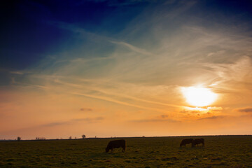 View of the pasture, cows graze at sunset - 774369799