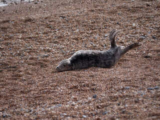 A young Seal resting and having a stretch on a Hastings beach.