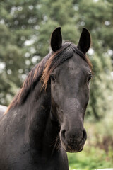 close up of a horse portrait black horse