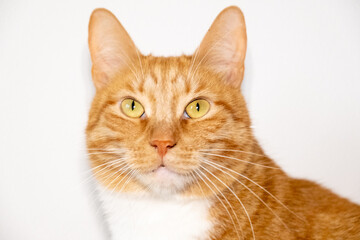 Naklejka na ściany i meble a close up of an orange and white cat with yellow eyes
