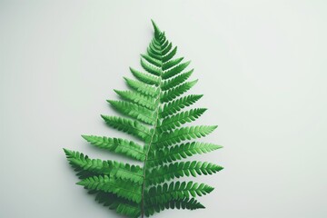 A vivid green fern frond presented against a clear background, symbolizing growth, nature, and the environment.