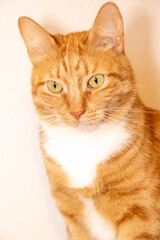 a close up of an orange and white cat with yellow eyes