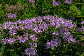 Obraz premium Purple Flowers