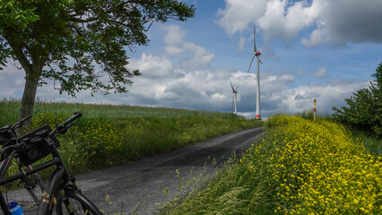 Rapsfeld mit Windräder am Radweg